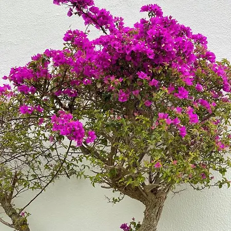 Cesar Manrique - Albufeira, Portugal Appartamento Albufeira