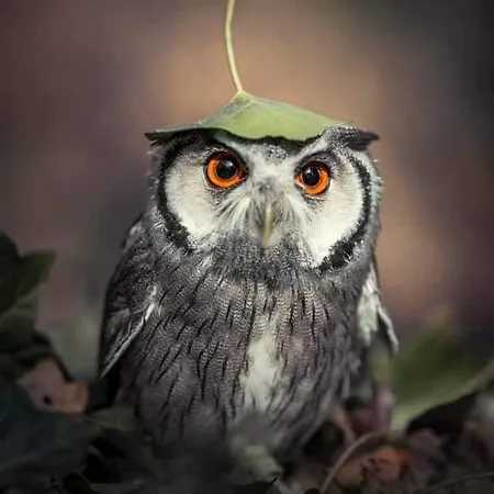 Apartamento Cesar Manrique - Albufeira, Portugal Albufeira